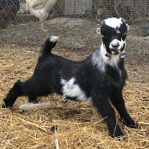 Meet your Posher, Briley